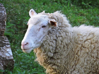 背景草的绵羊头详细画像图片