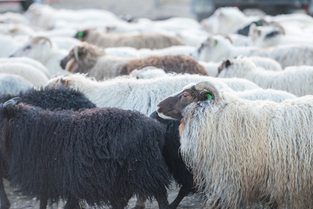 传统的冰岛羊聚会
