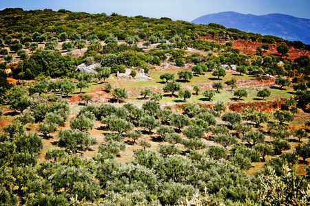 希腊西南 Peloponnese 卡拉马塔的橄榄树丛