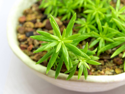 多汁植物科西嘉景天, 景天, 清新叶景天 reflexum 安吉丽娜生长在陶瓷