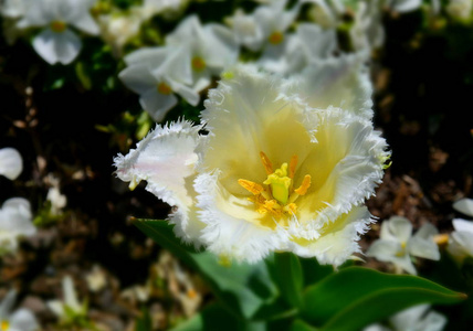 郁金香花。美丽的白色郁金香在郁金香田野与绿叶背景。春季景观