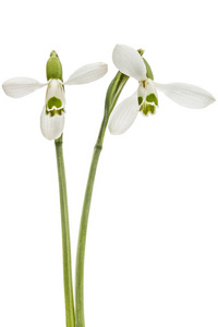 白色背景雪莲的两朵花