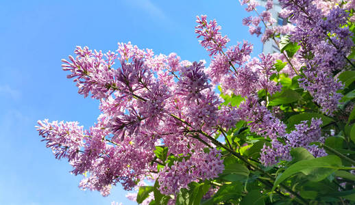 春天枝与美丽绽放丁香花反对蓝色天空
