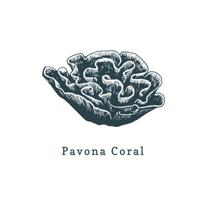 Pavona 珊瑚矢量图。白色背景下海息肉的绘制