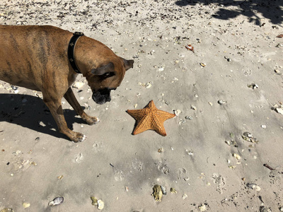 狗在海滩上玩海星