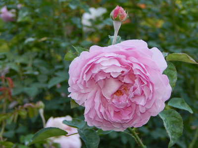 花园里的花朵和背景的特写