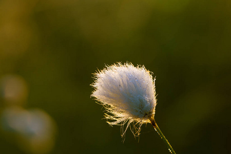 在沼泽自然栖息地生长的白色 cottongrass 头的美丽特写。拉脱维亚北欧湿地植物的自然 closup