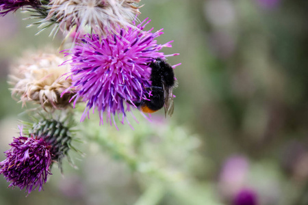 法国的熊蜂和紫色花朵特写
