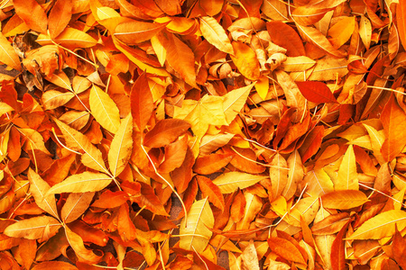 黄色, 红色和橙色秋天叶子背景。五彩缤纷的秋天落叶质地。户外