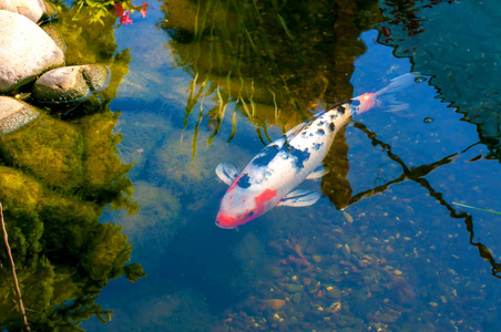五颜六色的装饰鱼浮在人工的池塘里，查看从上面