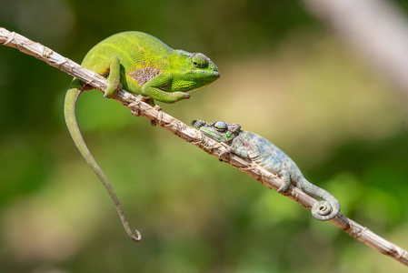 在马达加斯加的防御变色龙, 绿色变色龙准备战斗动物野生动植物, 在马达加斯加的野生动物。在安达西比, Isalo, Masoal