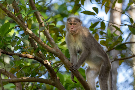 帽子猕猴 猕猴辐射 在野生在 Wayanad 丛林, 喀拉拉邦, 印度