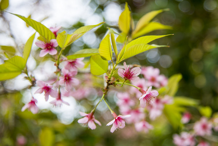 在 tree4 上野生喜马拉雅山樱桃花开花