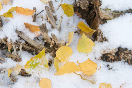 纹理, 背景, 图案。黄红秋叶在第一次下雪。树叶躺在雪地上, 在地上