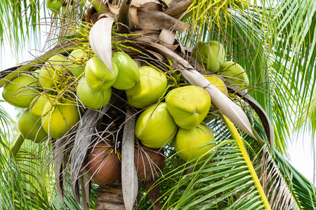 在树上关闭新鲜的椰子绿色和褐色的果汁, 食品, 饮料和饮料