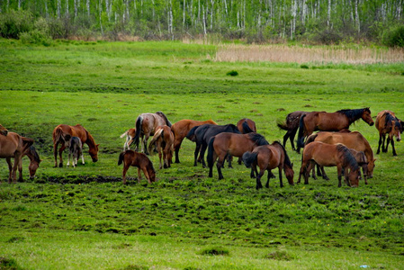 俄罗斯。西伯利亚西部的南部。阿尔泰山脉山谷中的自由牧场