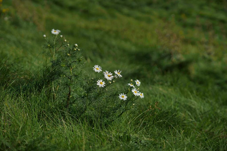 夏日的 camomiles, 野 daisys 的花朵在风中飘上了青山。自然背景, 生态学, 绿色行星概念