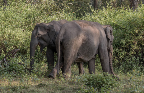 亚洲大象 亚洲象属 拍摄的野生, Wayand 丛林地区, 印度南部