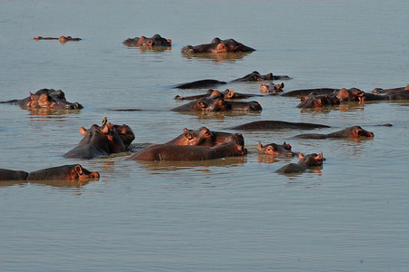 赞比亚南部卢安瓜河的一群 hippopotas