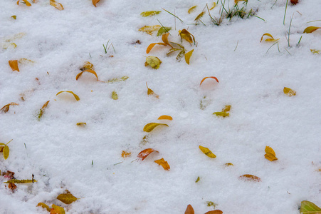 纹理, 背景, 图案。黄红秋叶在第一次下雪。树叶躺在雪地上, 在地上