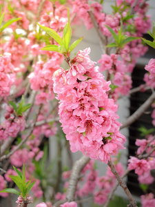美丽的粉红色樱花盛开的季节, 大阪, 日本