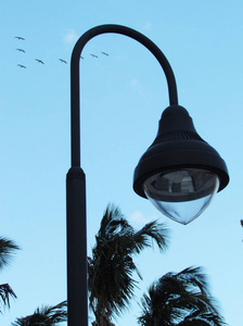 金属黑色路灯灯柱, 蓝色的天空和一群鸟的背景