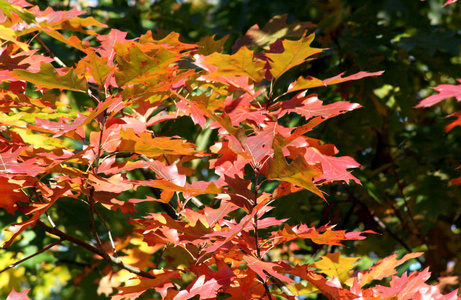 橡树叶红绿, 绿黄, 黄红色的橡树叶在阳光下闪闪发亮。秋天的所有颜色在一张相片