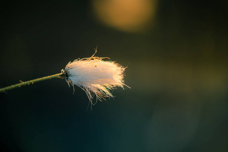 在沼泽自然栖息地生长的白色 cottongrass 头的美丽特写。拉脱维亚北欧湿地植物的自然 closup