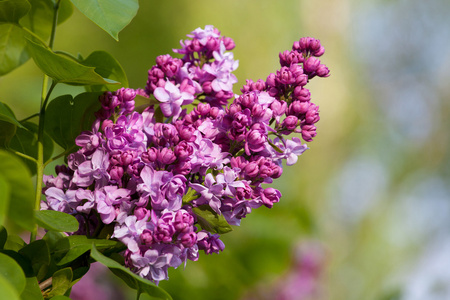 分支与春天淡紫色的花朵