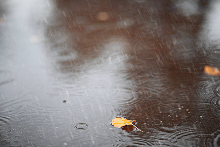 秋天的雨，在公园里