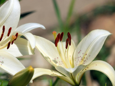 美丽清新精致的鲜花花园百合花图片