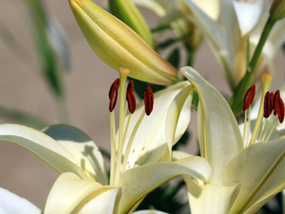 美丽清新精致的鲜花花园百合花