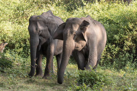 亚洲大象 (亚洲象属) 拍摄的野生, wayand 丛林地区, 印度南部照片