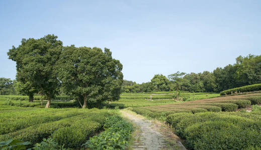 秋天阳光下的绿茶种植园