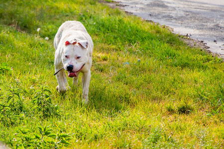 白狗斗牛在草地上奔跑, 在田野上行走。为文本复制 spase