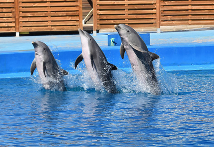 在西班牙的水族馆海豚