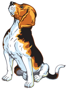 坐在比格犬照片