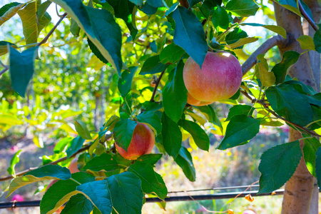 在农民果园里的一个晴朗的秋日照片