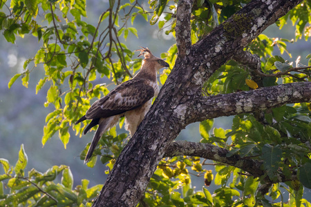 多变的鹰鹰或冠鹰鹰 Nisaetus cirrhatus 是一只鸟的猎物物种的家庭 Accipitridae。主要繁殖在印度