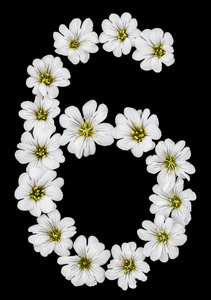 阿拉伯文数字 6, 六, 从 Cerastium tomentosum 的白色花, 被隔绝在黑色背景上