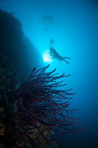 长城与各种珊瑚在哥伦，印度尼西亚