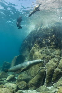 加州海狮海豹水下