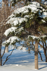 冬季景观。在云杉的分支有雪的大储积。从天空落下, 淡淡的雪花, 在空中起舞, 躺在树枝上