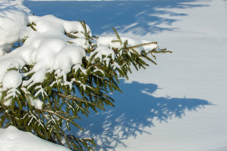 冬季景观。在云杉的分支有雪的大储积。从天空落下, 淡淡的雪花, 在空中起舞, 躺在树枝上