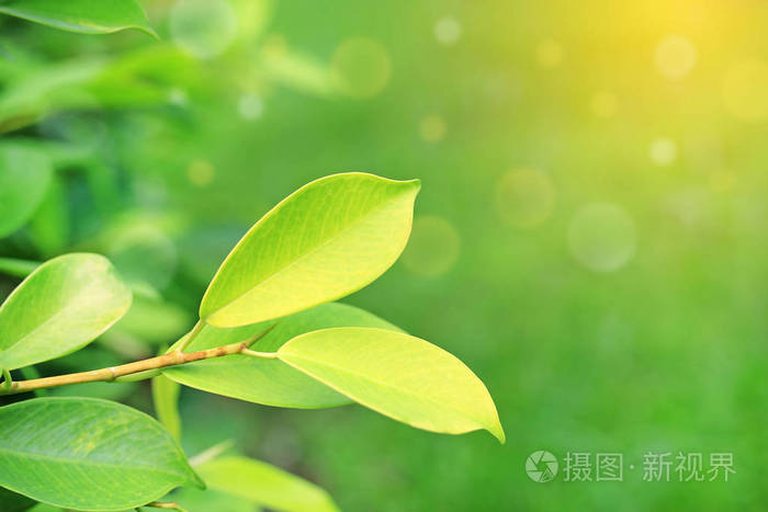 新鲜的绿叶在模糊的背景在夏季花园与阳光的光线在网页设计或墙纸中