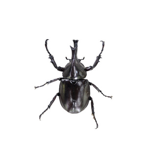 Xylotrupes 基甸 Dynastidae