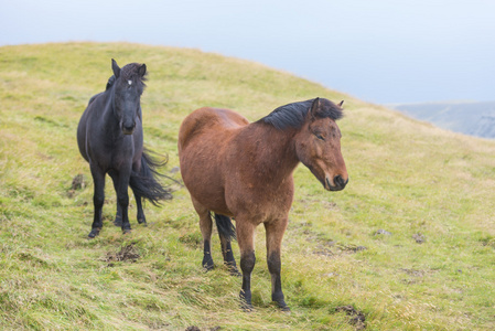 冰岛野生马在牧场上