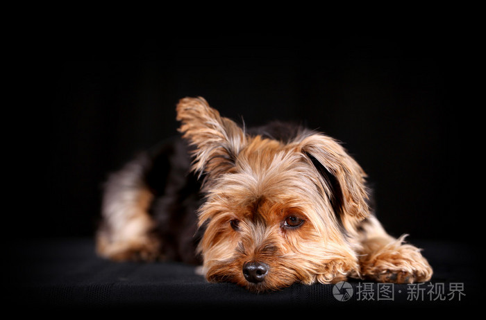 约克犬狗照片 正版商用图片0578 摄图新视界