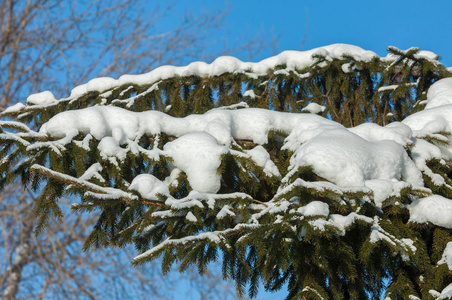 冬季景观。在云杉的分支有雪的大储积。从天空落下, 淡淡的雪花, 在空中起舞, 躺在树枝上