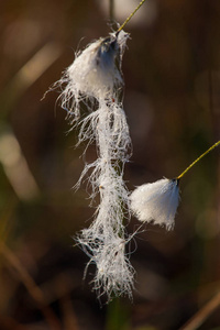 在沼泽自然栖息地生长的白色 cottongrass 头的美丽特写。拉脱维亚北欧湿地植物的自然 closup